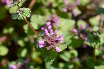 Red dead-nettle flowers