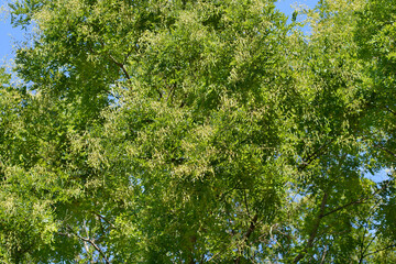 Fototapeta premium Weeping Japanese pagoda tree branches with fruit