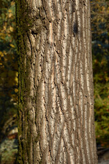 Tulip tree bark detail
