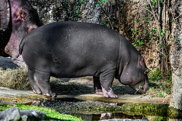 Young hippopotamus near the pond. latin name - hippopotamus amphibios