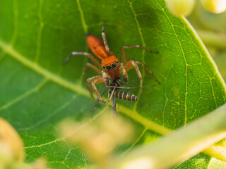 Prostheclina pallida jumping spider eating mosquito	