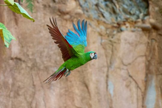 The chestnut-fronted macaw or severe macaw (Ara severus), Small for a macaw but still larger than any of the long-tailed parakeets. Mostly green with whitish face and reddish underwings.