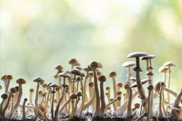 magic psychedelic psilocybin fungus mushrooms growing homemade for therapy