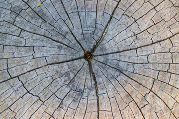 Fototapeta premium Old wood texture for background. Used wood texture.