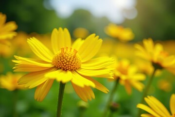 Fototapeta premium Vibrant yellow tansy flowers in sunlight, fluffy texture , petal, Asteraceae, detail