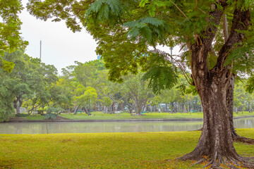 Chatuchak Park in Bangkok. Big tree on green lawn and lake. Asian nature