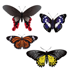 Butterfly Species, flying, new start