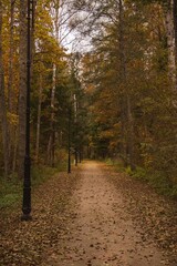 Obraz premium path in autumn forest