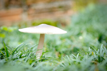 solitary mushroom stands tall amidst a bed of lush green grass, its delicate cap and slender stem contrasting with the surrounding foliage