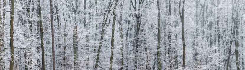 Winter frosty forest. Panoramic view of tree trunks and freezing fog in woodland. Hoarfrost on branches