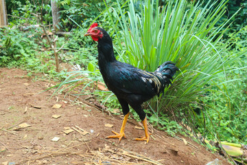 photo of black rooster outdoors with fresh natural background
