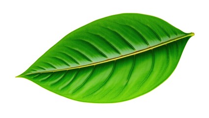 Obraz premium A single vibrant green leaf isolated on white