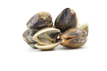 Closed up fresh baby clams, venus shell, shellfish, carpet clams, short necked clams, as raw food from the sea are the seafood ingredients. fresh clams isolated on white background.