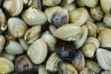 Fresh clams for seafood background