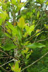 photo of clove leaf shoots from plantations in Indonesia