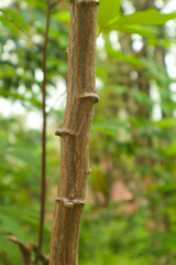 close up photo of cassava plant stem