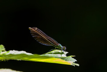 Common damselfly (Calopteryx virgo), National Park Slovak Paradise, Slovakia
