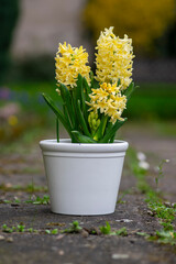 Hyacinthus orientalis ornamental beautiful springtime flowering plant, group of colorful bright flowers in bloom in