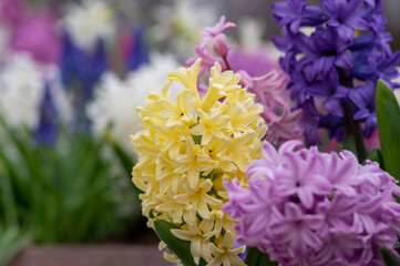 Hyacinthus orientalis ornamental beautiful springtime flowering plant, group of colorful bright flowers in bloom