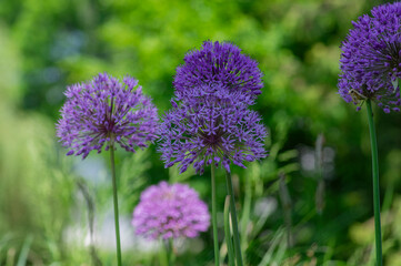 Allium hollandicum persian onion dutch garlic purple sensation flowering plant, ornamental flowers in bloom