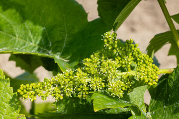 Detail grapes of the vine in the time flowers