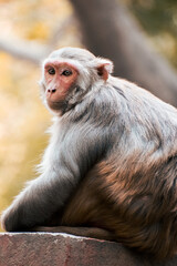 portrait of a rhesus macaque