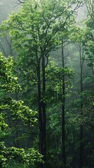 Fototapeta premium trees with bright green leaves drenched in rain misty atmosphere during downpour