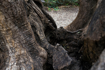Tronco de árbol antigua