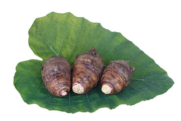 Fresh organic taro roots on leaf isolated on white background. Concept, edible plant root that can be cooked for many delicious menu of food and dessert. Agricultural crops.       