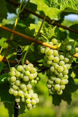 Vineyard with Hibernal near Cejkovice, Southern Moravia, Czech Republic