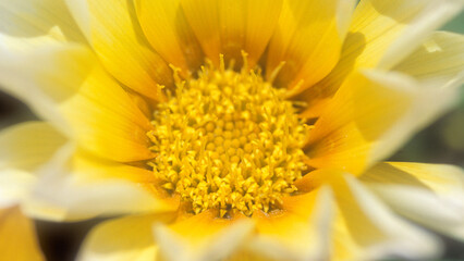 Extreme close up of Gazania flower, yellow