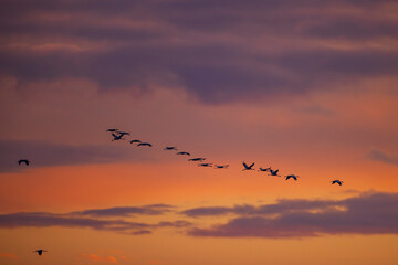 Flock of birds, Common Crane, migration in Hortobagy National Park, UNESCO World Heritage Site, Puszta is one of largest meadow and steppe ecosystems in Europe, Hungary