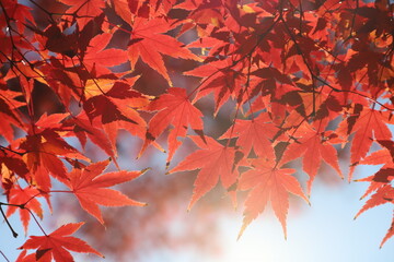 red maple leaves