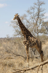 Tall dark spotted giraffe in the African wild