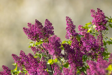 lilac in Slovakia in Polana National Park © Richard Semik