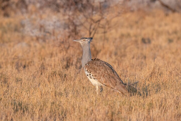 Kori Bustard Standing in Tall Grass in Natural Wildlife Reserve Setting