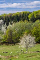 Sheep and goat herd in Polana mountains, Slovakia © Richard Semik