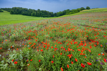 Typical spring landscape with poppies near Silica (Szilice), National Park Slovak Kras, Slovakia