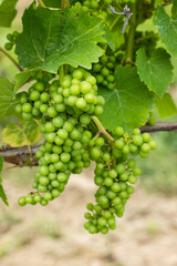 Detail grapes of the vine in the time before locking