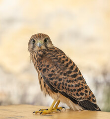 Common kestrel (Falco tinnunculus), falcon family Falconidae, Southern Moravia, Czech Republic