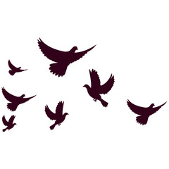 Flock of Birds Flying