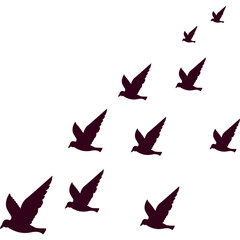 Flock of Birds Flying