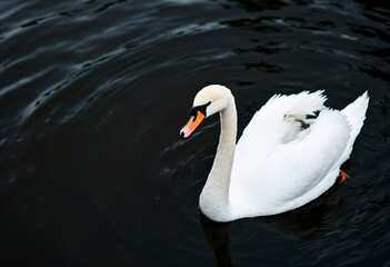 A white swan swimming in a dark body of water