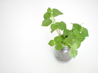 green plants on a white background for decoration
