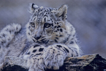Obraz premium Snow leopard
