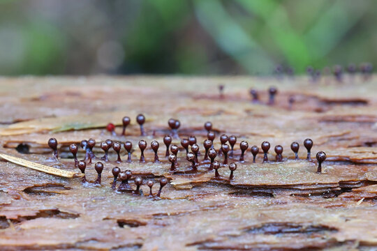 Trichia botrytis, a slime mold from Finland, no common English name