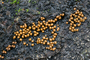 Trichia varia, slime mold from Finland, no common English name