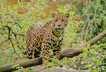 Jaguar