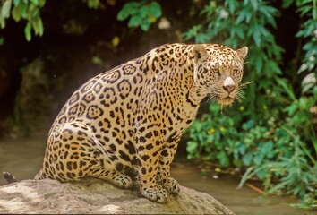Jaguar