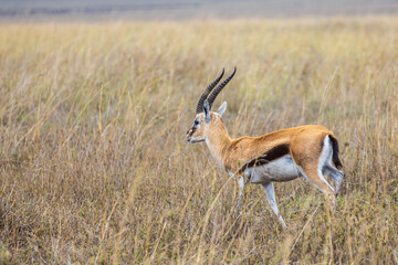 Thomson's Gazelle (Eudorcas thomsonii) walking in savannah of Ngorongoro Conservation Area in Tanzania, East Africa